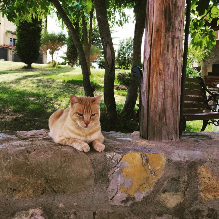 Agriturismo San Nicolo Montecastelli Pisano 外观 照片