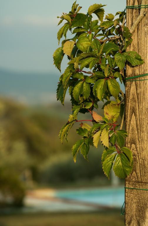 Agriturismo San Nicolo Montecastelli Pisano 外观 照片